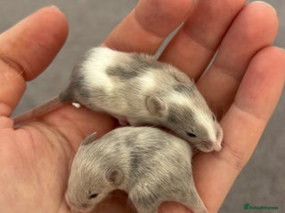 Mouse rodents - Advert 8