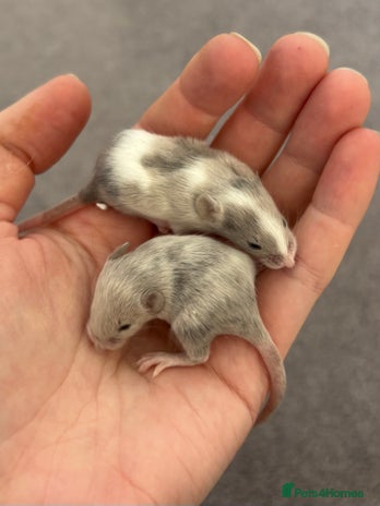 Mouse rodents - Advert 6