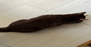British Shorthair cats in Birmingham - Advert 2