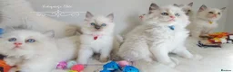 Ragdoll cats for sale: READY😻PURE BEAUTIFUL RAGDOLL 😻😻😻 - Advert 24