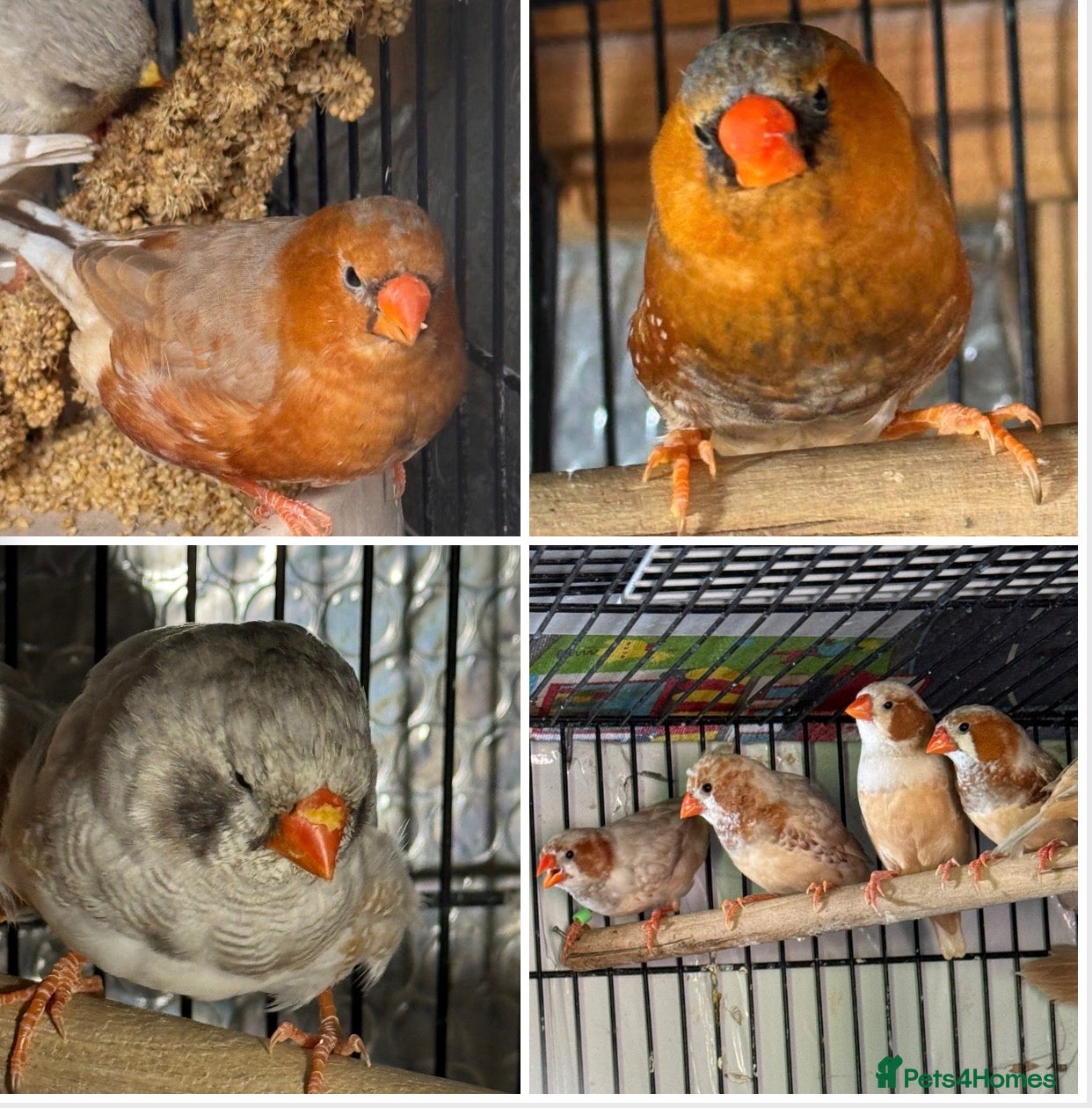 Mixed Breed birds Zebra Finches  - Advert 5
