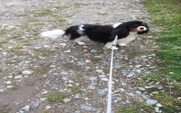 Cavalier King Charles Spaniel dogs for sale: Fully health tested included MRI scan  - Image 20