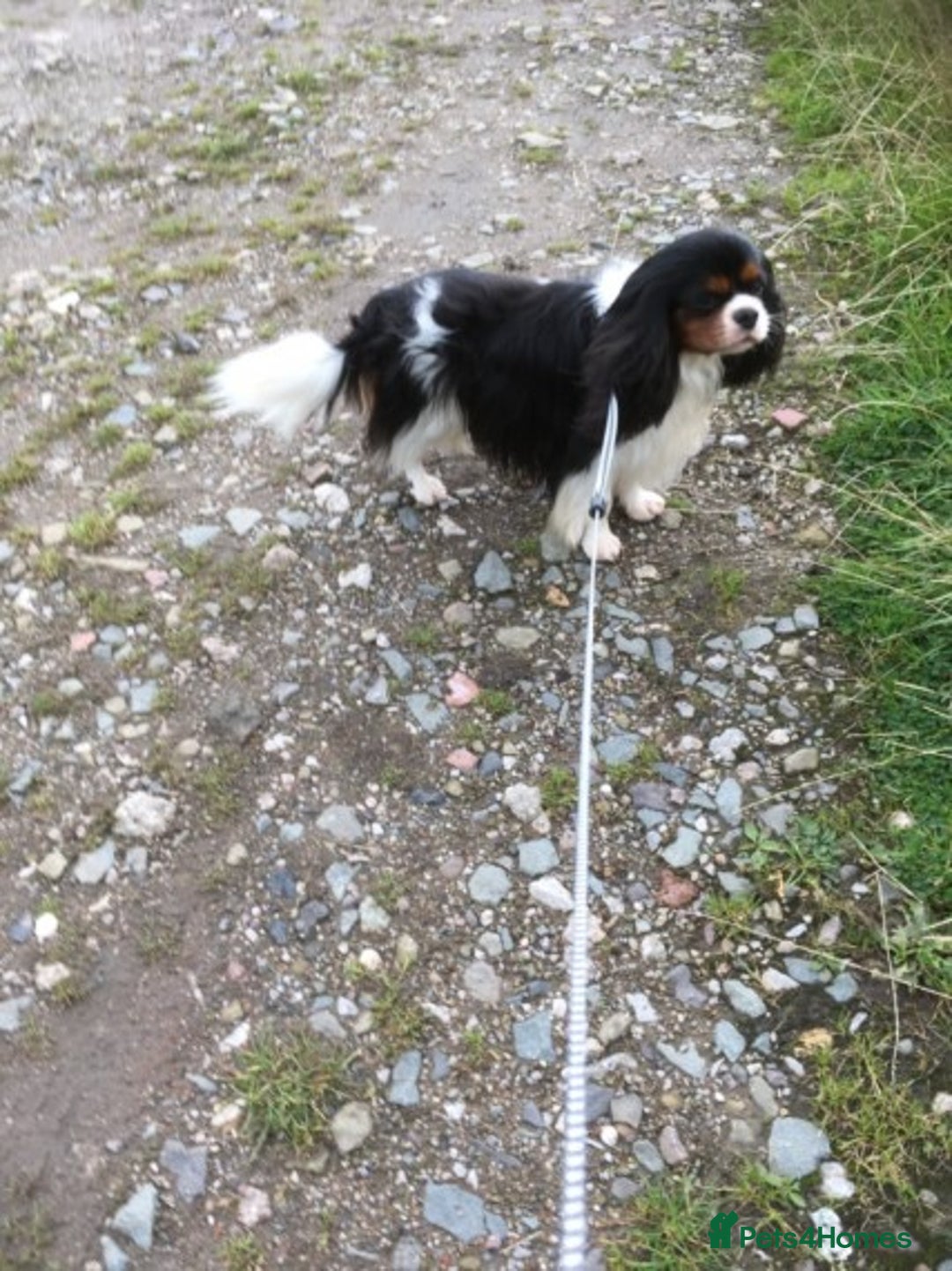Cavalier King Charles Spaniel dogs for sale: Fully health tested included MRI scan  - Image 20