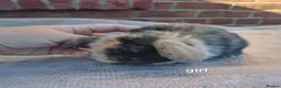 Mini Lop rabbits for sale: Mini lop babies. Both boys and girls available  - Advert 4