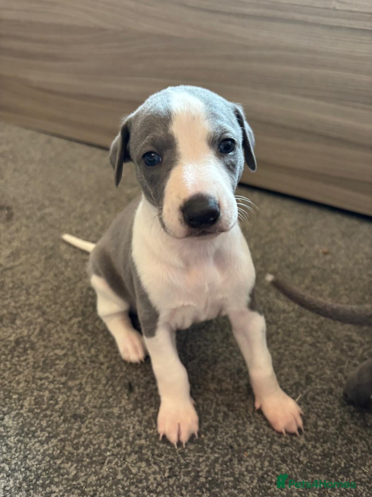 Whippet dogs Kc reg whippet boy  - Advert 1