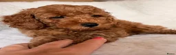 Cavapoo dogs for sale: Stunning Red F1b cavapoo puppies - Advert 6