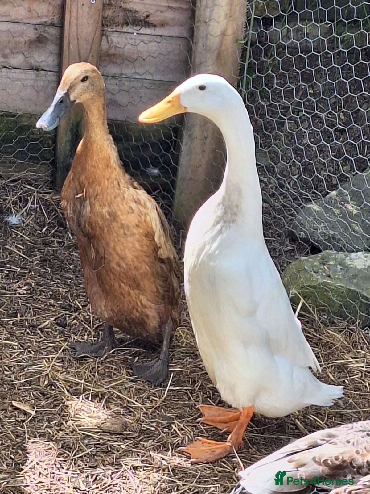 Ducks poultry 3 ducks for sale 2 runners 1 cherry valley - Advert 1