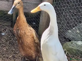 Ducks poultry 3 ducks for sale 2 runners 1 cherry valley - Advert 1