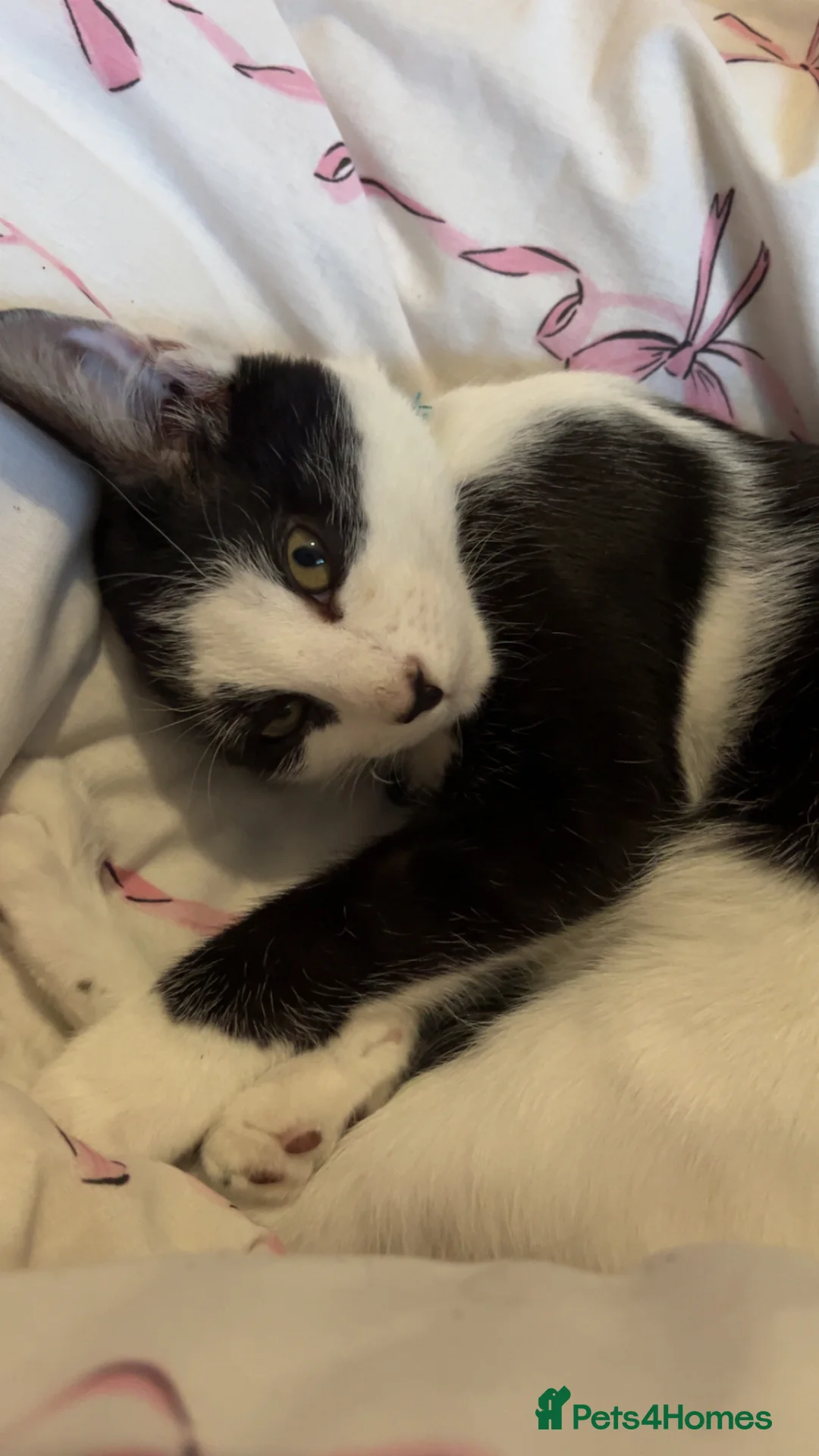 Mixed Breed cats for sale: Kitten for sale  - Advert 2