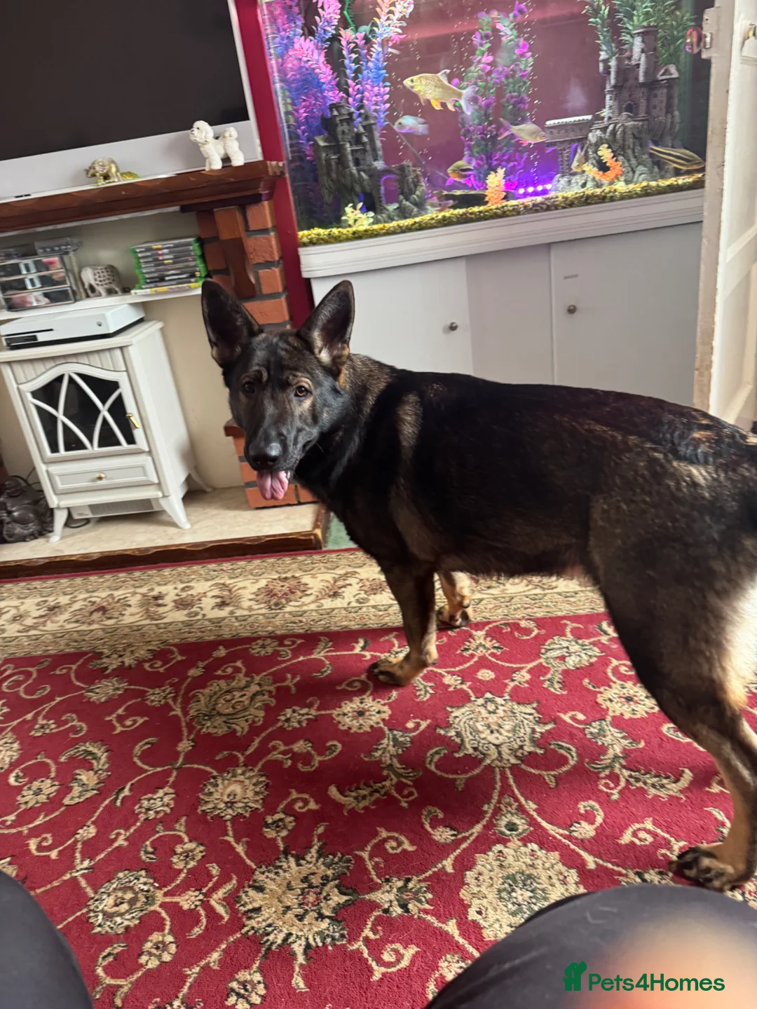 German Shepherd dogs for sale: German Shepherd in Doncaster - Advert 2