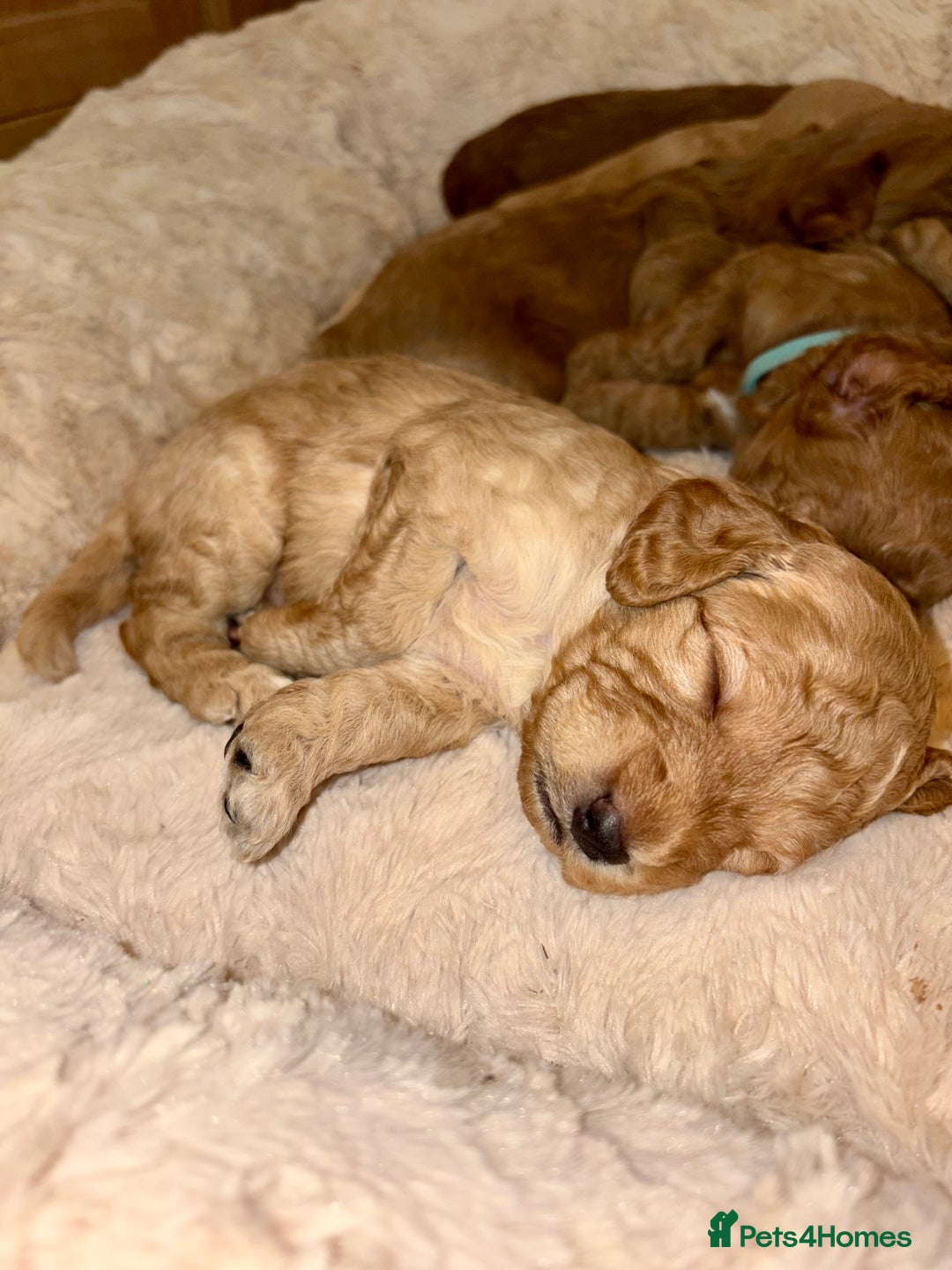 Cockapoo dogs for sale: Beautiful F2 Cockapoos - 5 boys left  - Advert 19
