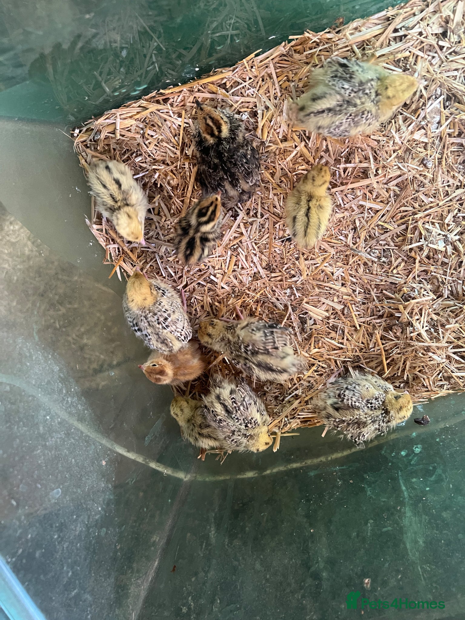 Chickens poultry 5 days old golden quail chicks for sale  - Advert 2