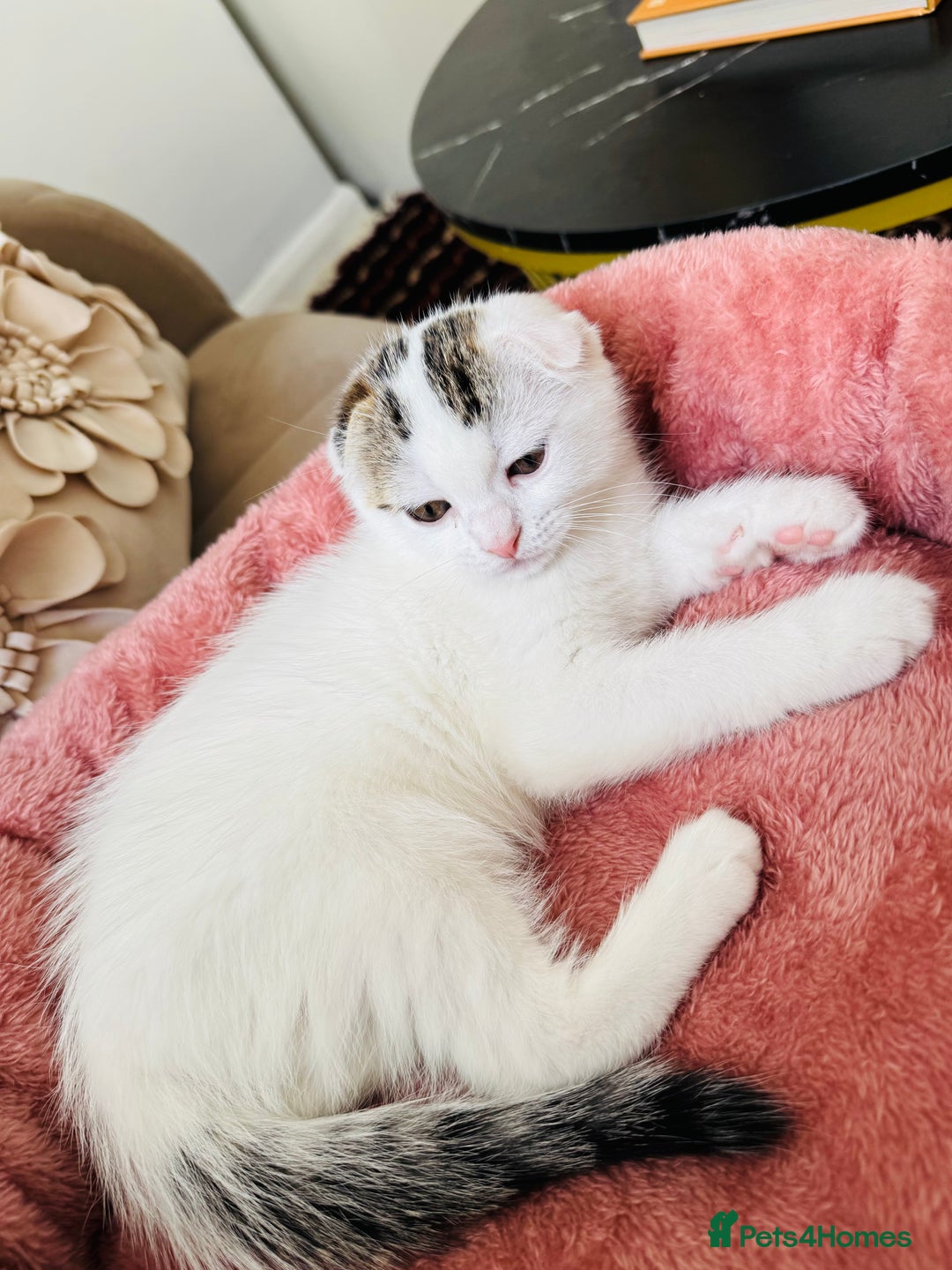 Scottish Fold cats for sale: Scottish fold baby - Image 3