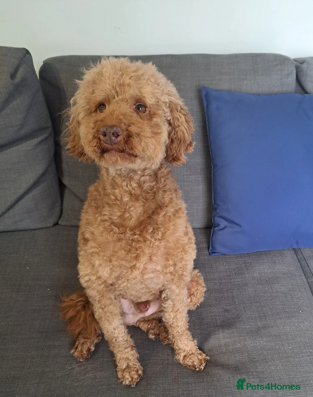 Miniature Poodle dogs for stud:  Miniature Poodle Stud Available - Advert 2