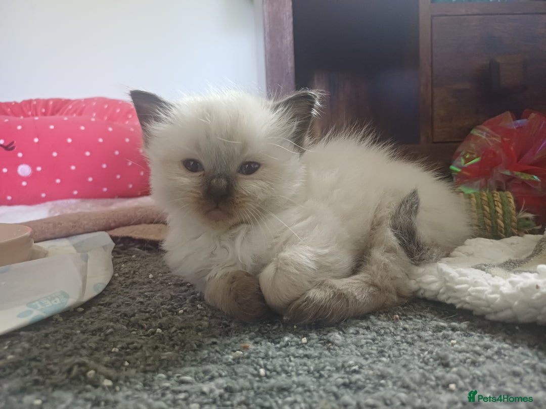 Ragdoll cats for sale: Ragdoll Kittens for Sale - Image 13