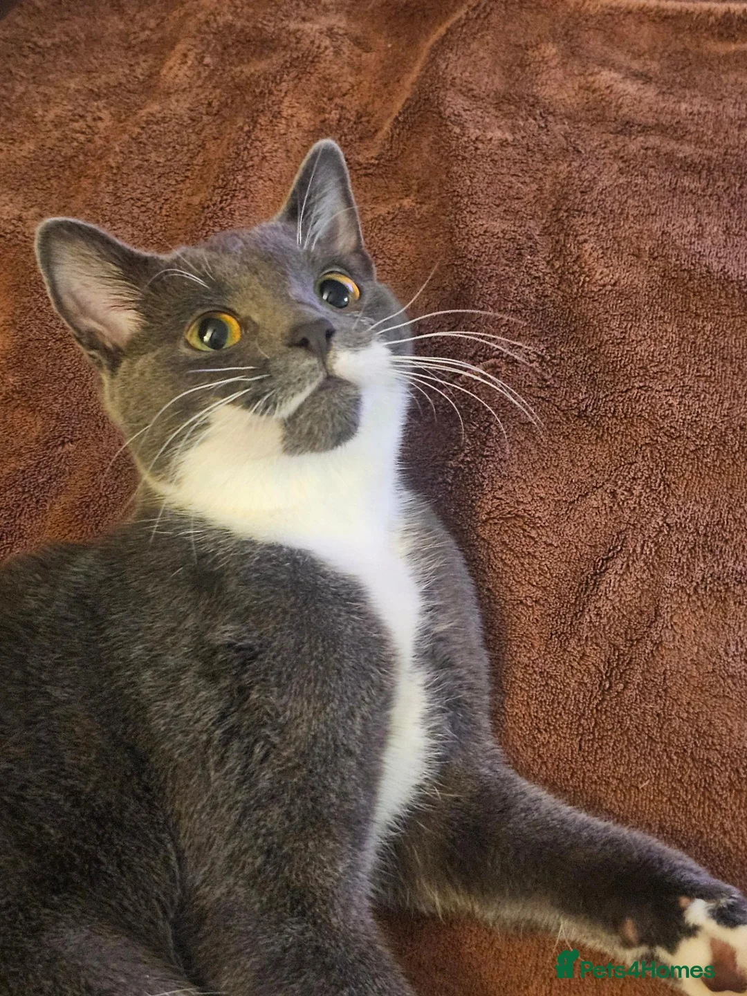 Mixed Breed cats for sale: Chin Chin in High Wycombe - Advert 4
