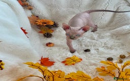 Sphynx cats for sale: 7 adorable Sphynx  looking for their forever home - Image 19