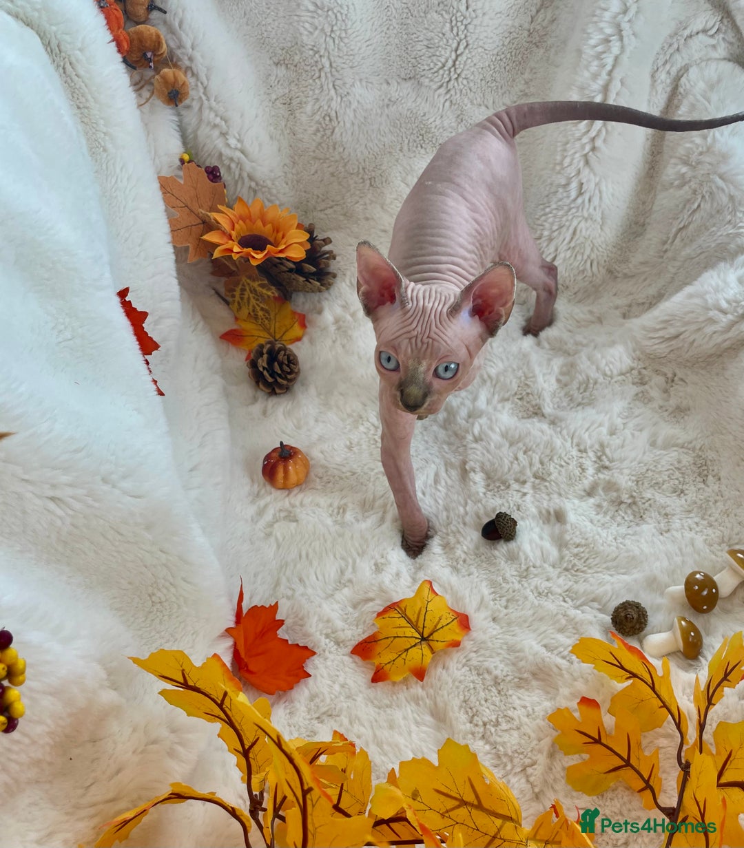 Sphynx cats for sale: 7 adorable Sphynx  looking for their forever home - Image 19