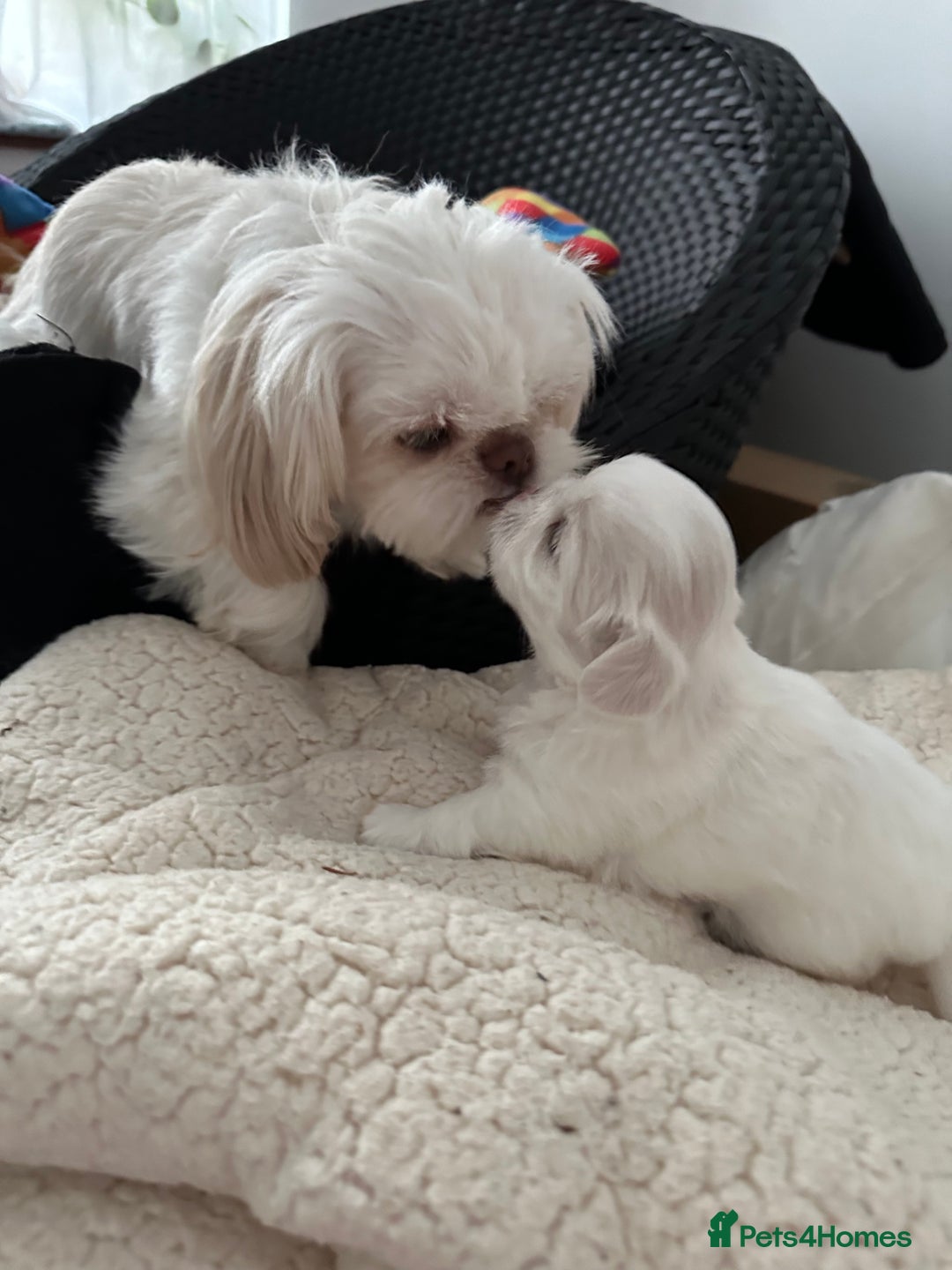 Shih Tzu dogs for sale: Lavender White Imperial Shih Tzu Puppies - Image 4