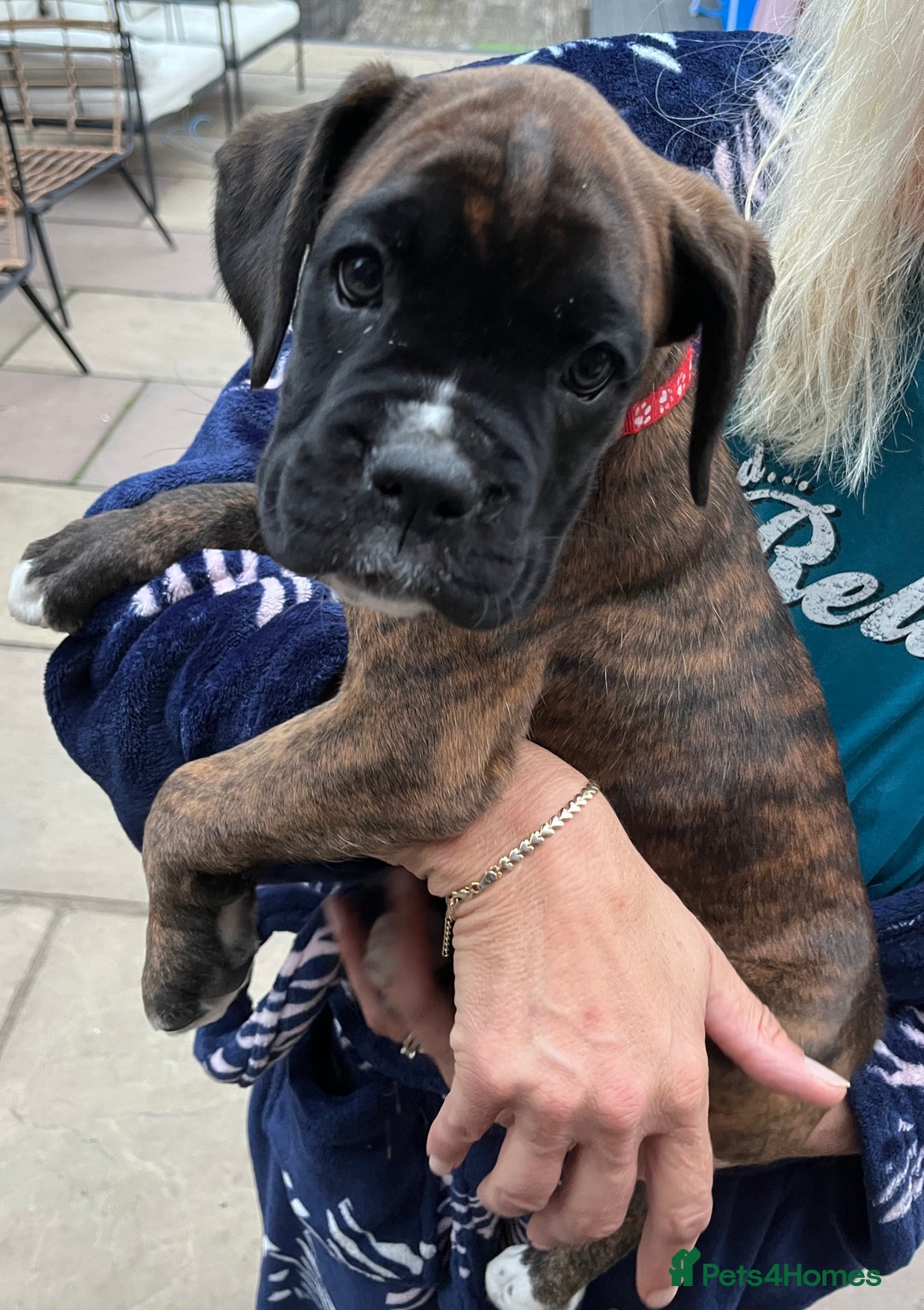 Boxer dogs for sale: READY TO GO - Chunky KC registered Boxer pups - Image 17