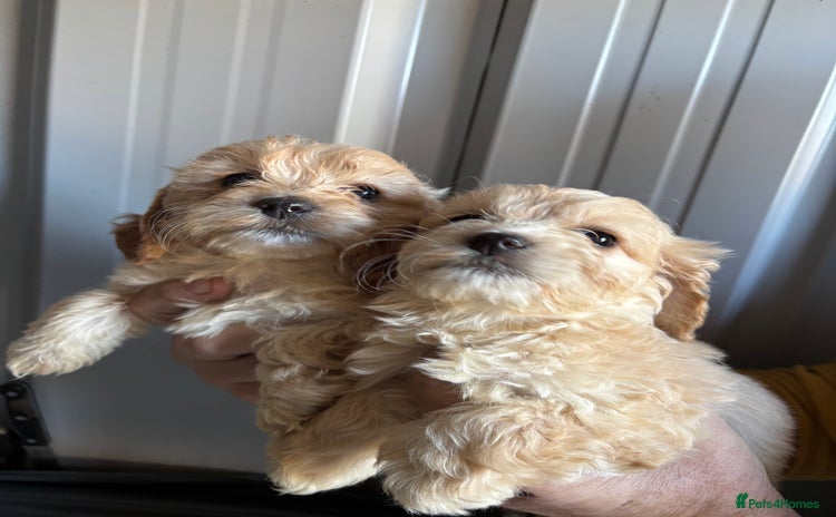 Mixed Breed dogs - Advert 5