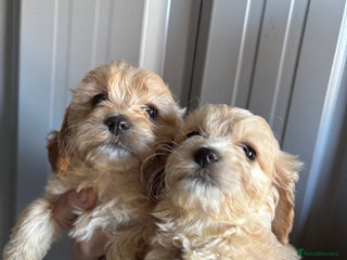 Mixed Breed dogs for sale - Advert 1