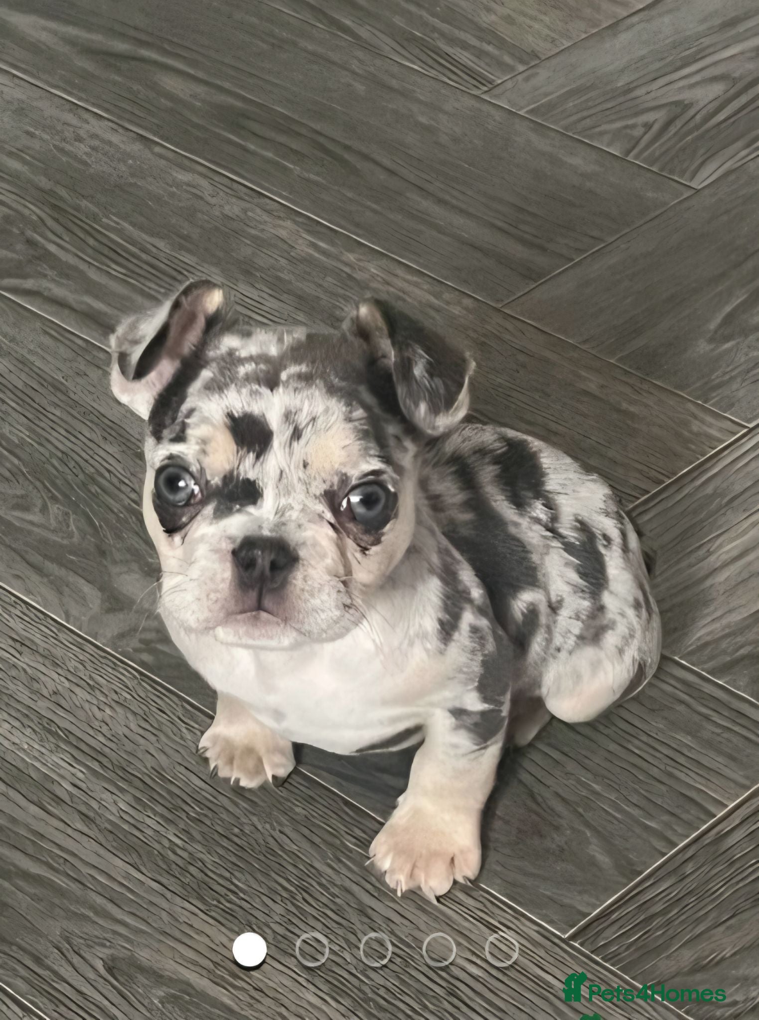 Mixed Breed dogs Frenchie x pug  - Advert 1