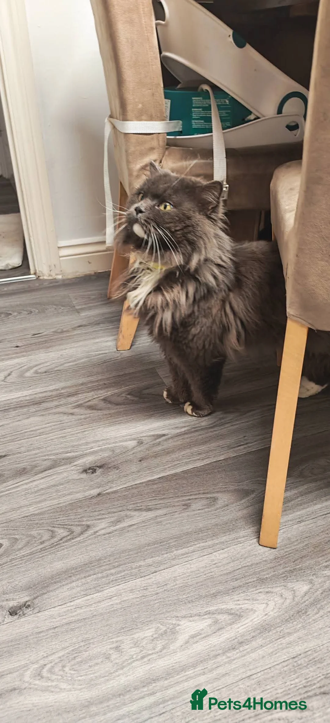 Mixed Breed cats for sale: Grey fluffy kittens - Advert 11