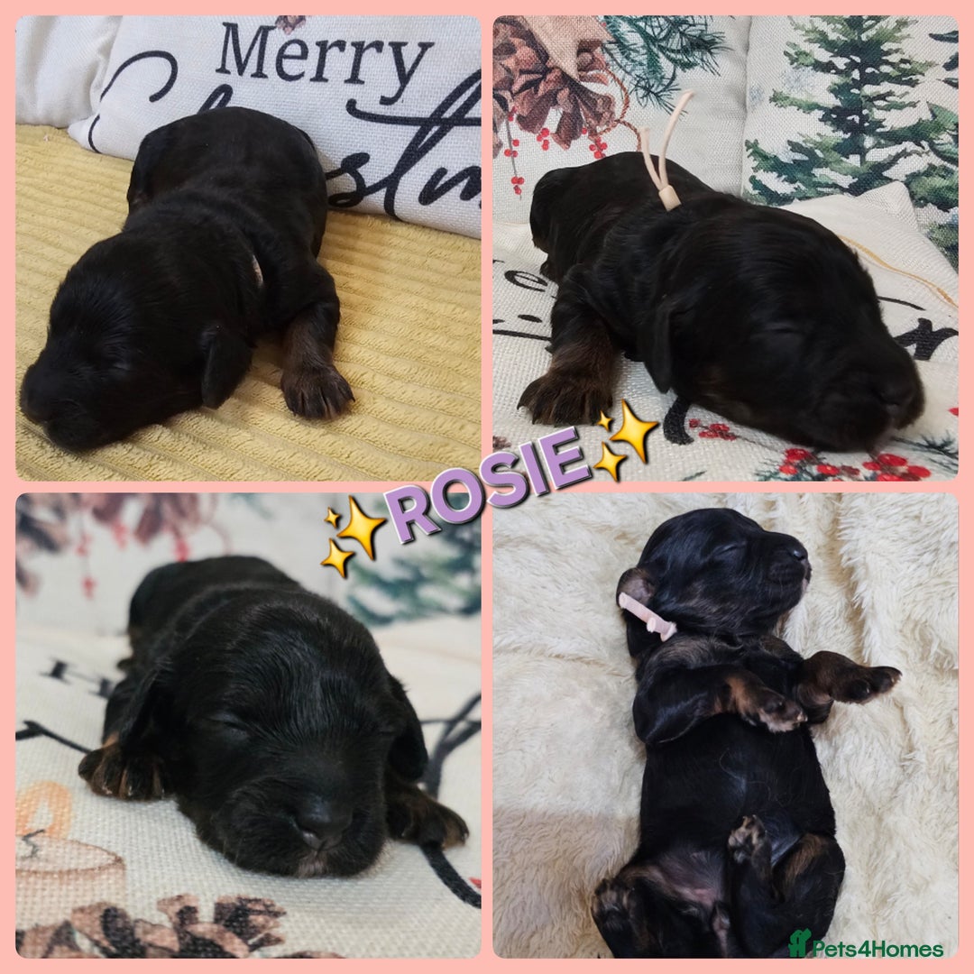 Cavapoo dogs for sale: STUNNING FULLY HEALTH TESTED F1B CAVAPOO  - Advert 33