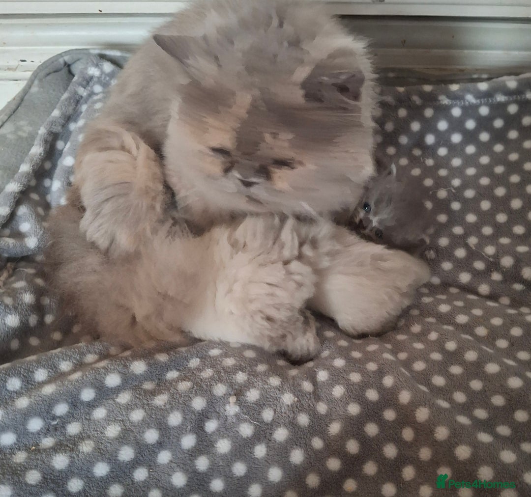 Persian cats for sale: Persian kittens - Image 3