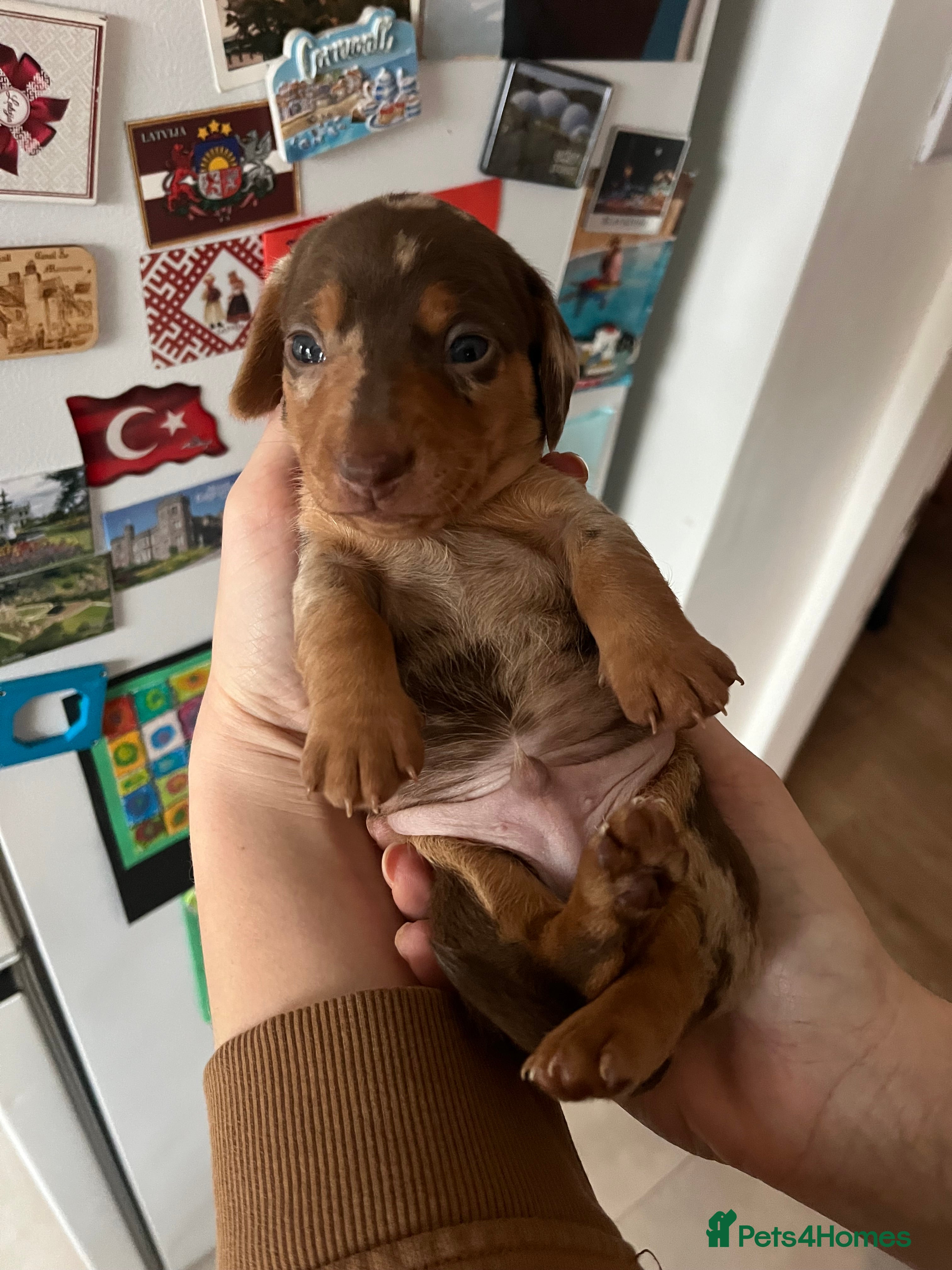Miniature Dachshund dogs Miniature dachshund (short haired) - Advert 14