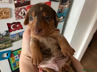 Miniature Dachshund dogs Miniature dachshund (short haired) - Advert 14