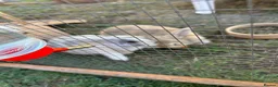 Mini Lop rabbits for sale: Beautiful baby bunnies for sale!  - Advert 6