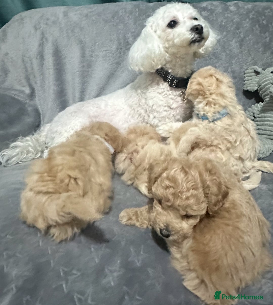 Maltipoo dogs for sale: Gorgeous F1 Toy Maltipoo Puppies  - Advert 16