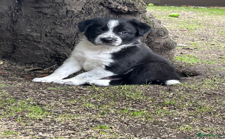 Border Collie dogs - Advert 5