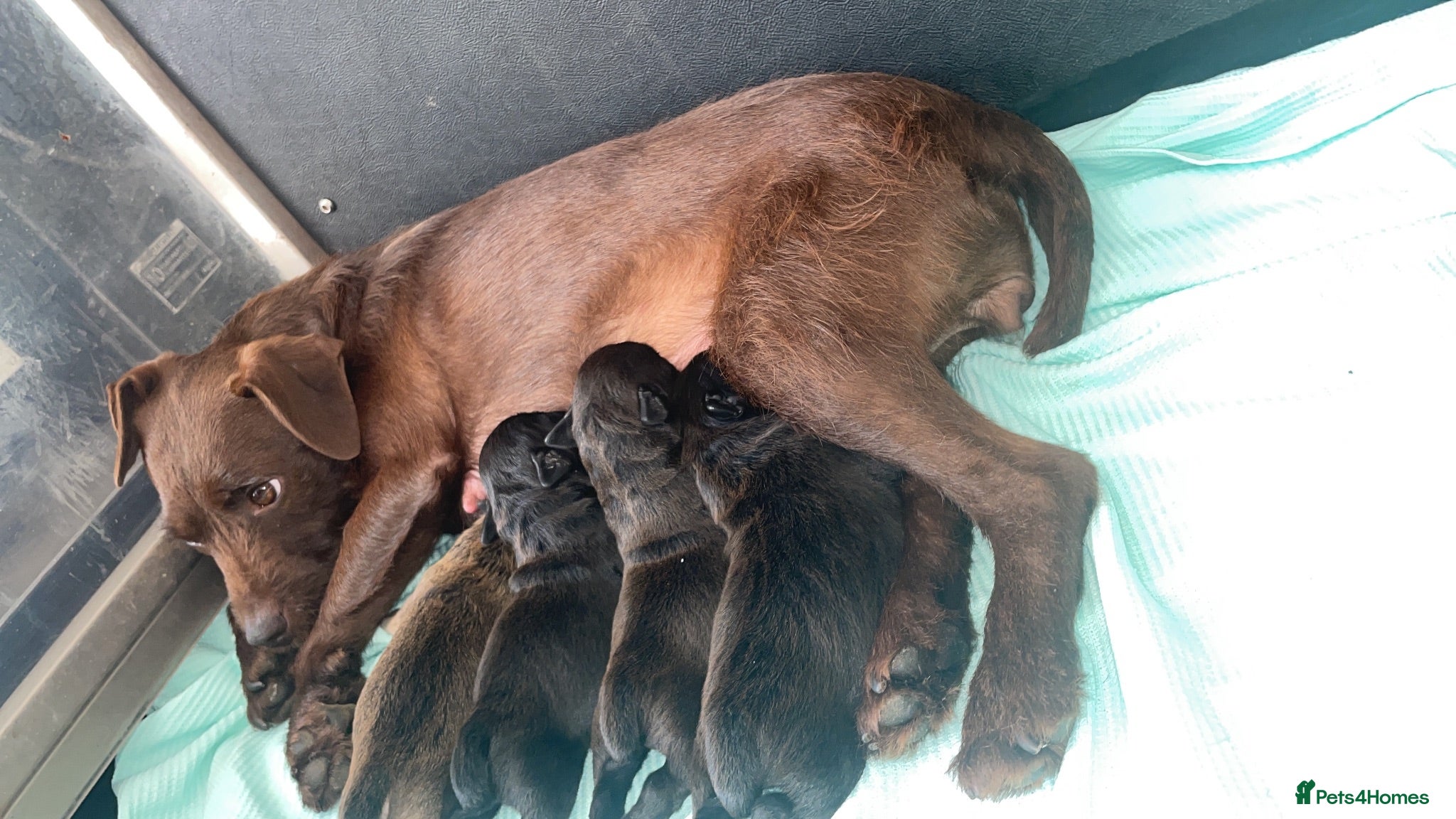 Patterdale Terrier dogs Patterdale terrier puppy’s - Advert 2