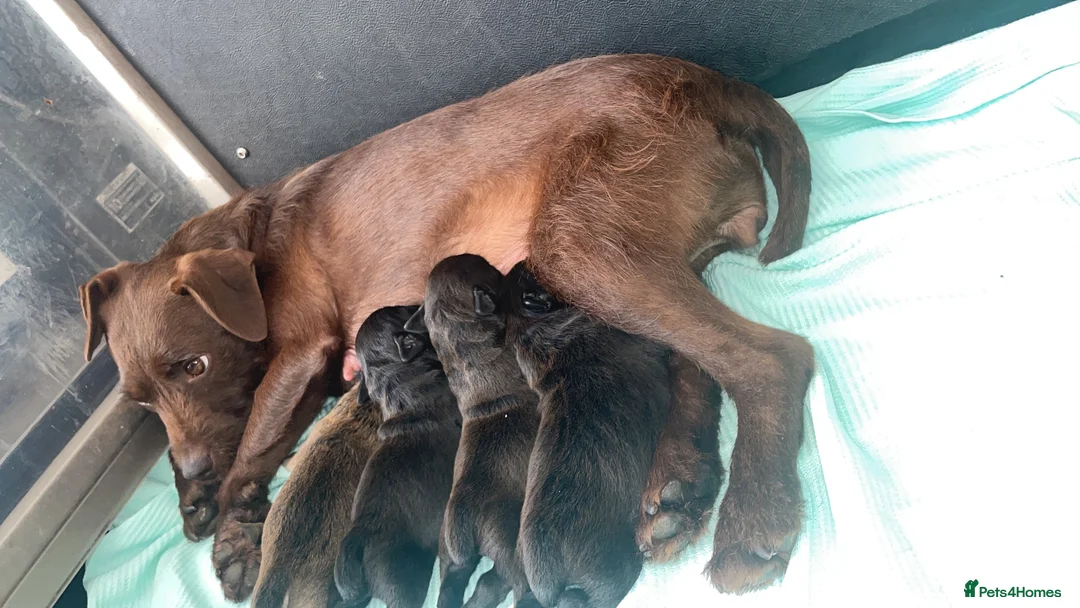 Patterdale Terrier dogs for sale: Patterdale terrier puppy’s - Advert 1