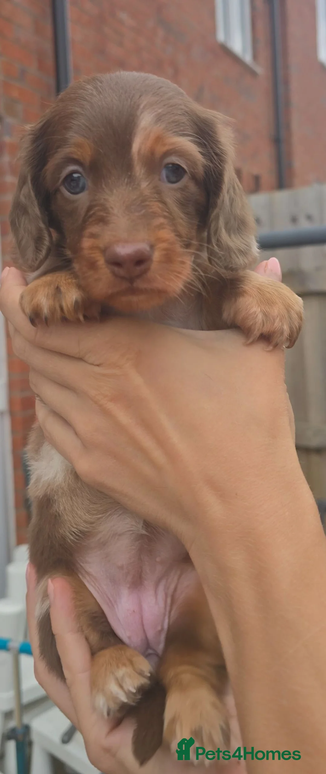 Miniature Dachshund dogs for sale: Ready Now  - Advert 40