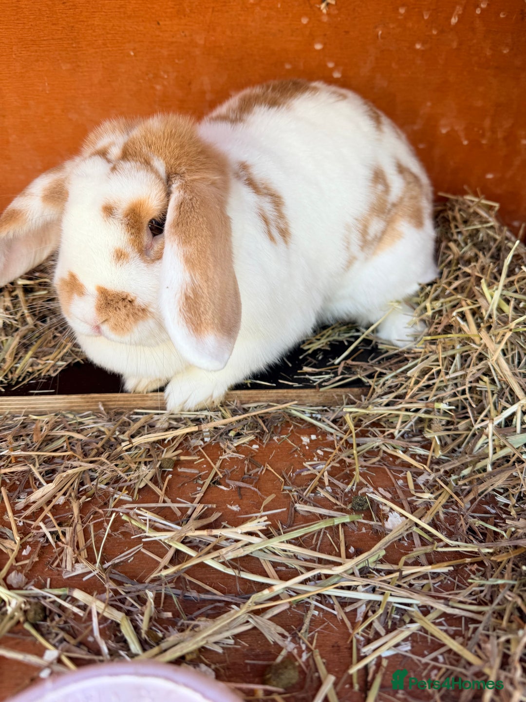Mini Lop rabbits for sale: I am selling 4 bunnies  - Advert 6