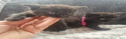 British Shorthair cats for sale: Lovely kittens - Advert 8
