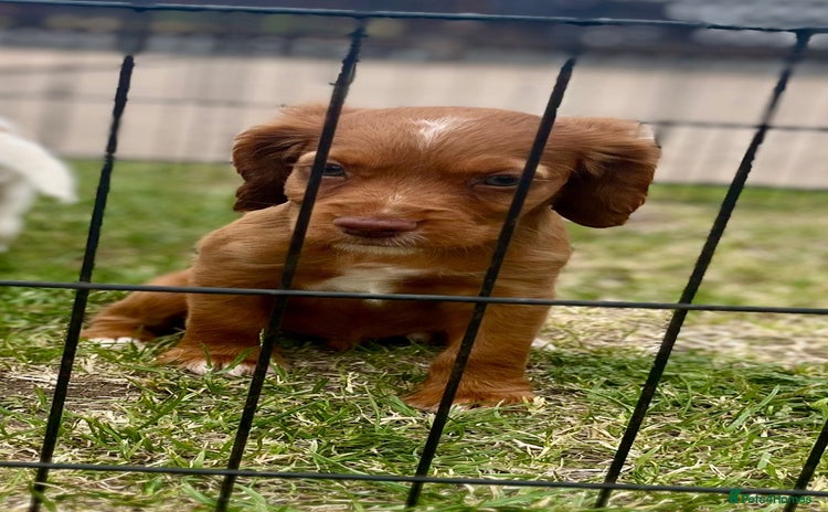 Cocker Spaniel dogs - Advert 1