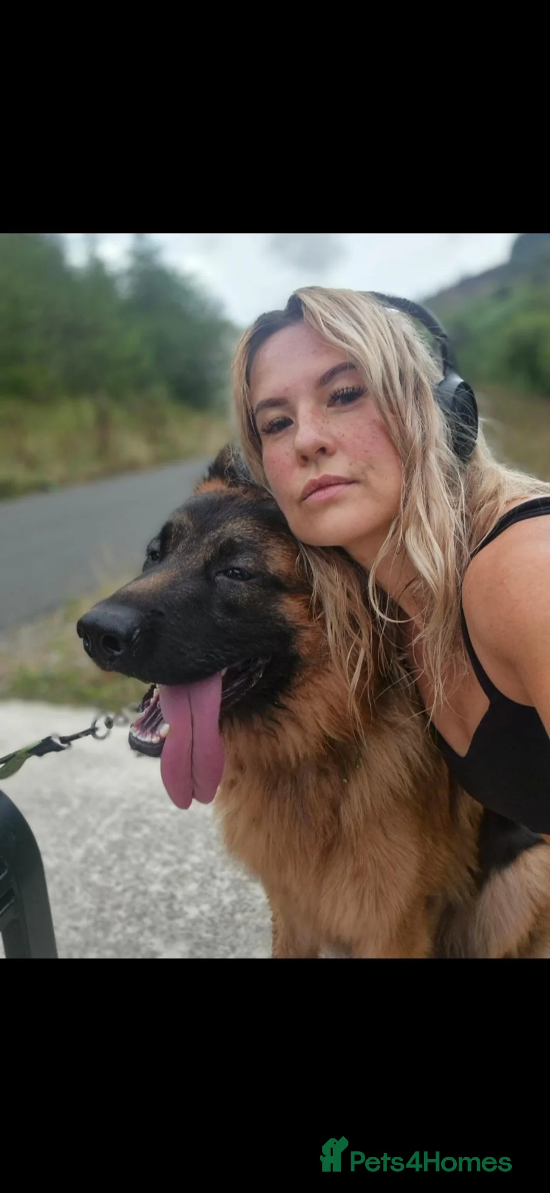 German Shepherd dogs for stud: Stud dog KC German Shepperd  in Ferndale - Advert 3