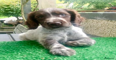 Cocker Spaniel dogs - Advert 14