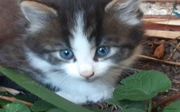 Mixed Breed cats for sale: 6 Kittens Available to take home today 😸  - Image 27
