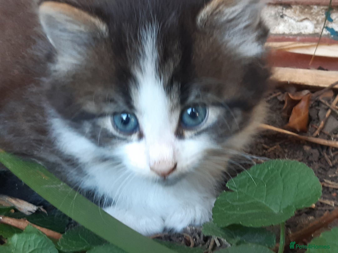 Mixed Breed cats for sale: 6 Kittens Available to take home today 😸  - Image 27