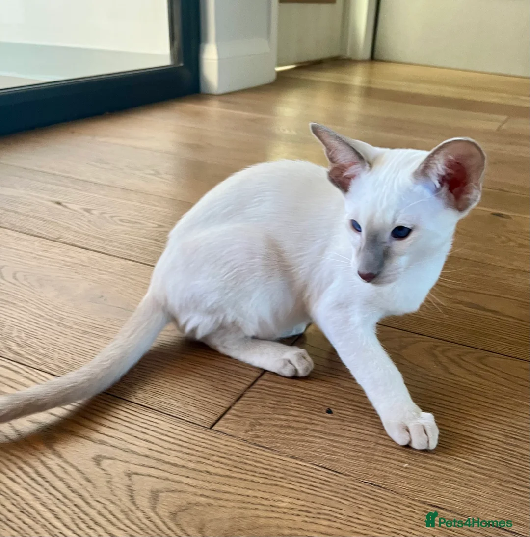 Siamese cats for sale: Supreme Pedigree Siamese kittens GCCF registered  - Advert 12