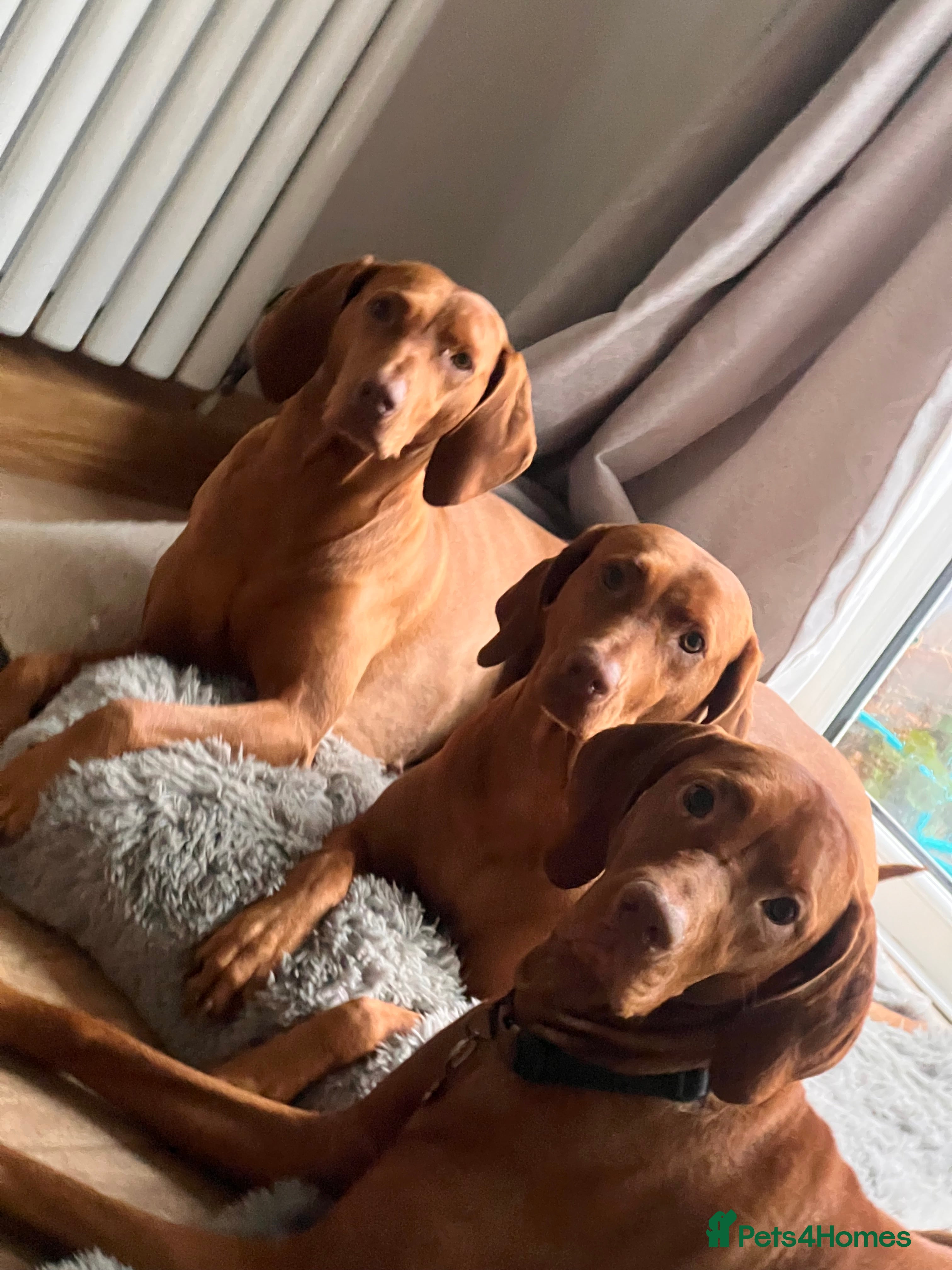 Hungarian Vizsla dogs  ❄️ Vizsla Pups Due 27th Dec ❄️ - Advert 12