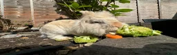 Lionhead rabbits for sale: Lionhead rehome in Solihull - Advert 8