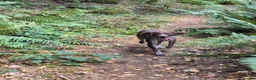 German Shorthaired Pointer dogs for sale: Winter - Advert 3