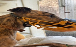 Greyhound dogs for sale: Greyhound  - Image 4